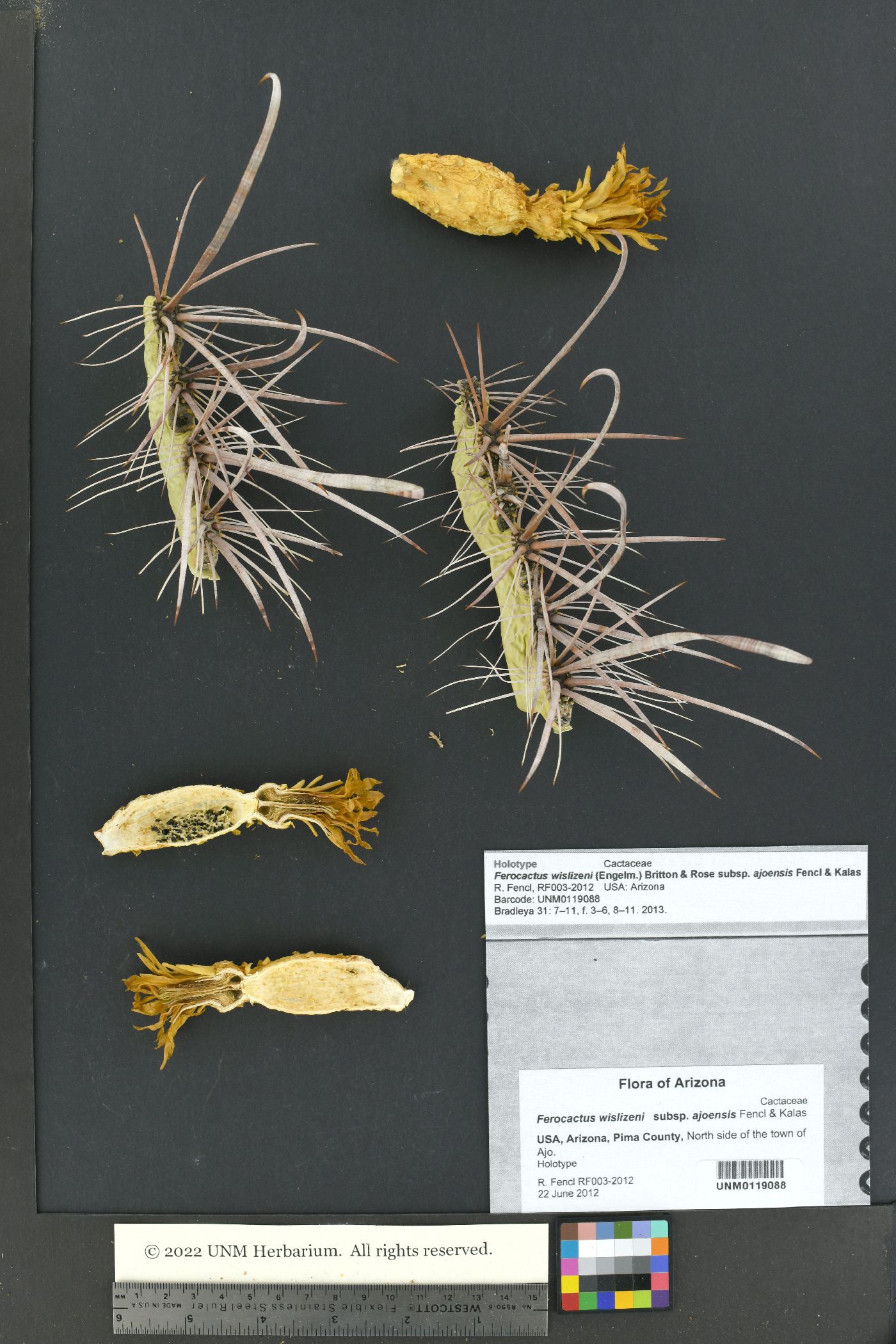 Ferocactus wislizeni subsp. ajoensis image