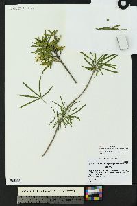 Choisya arizonica var. amplophylla image