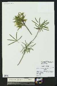 Choisya arizonica var. amplophylla image