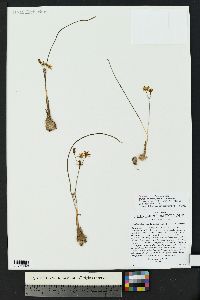 Muilla lordsburgana image