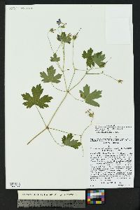 Geranium dodecatheoides image