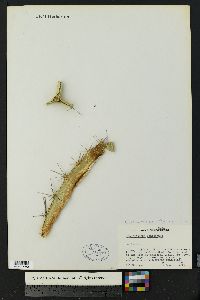 Acanthocereus tetragonus image