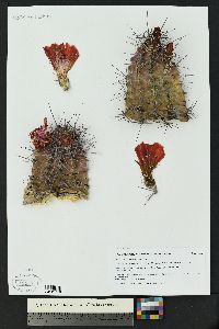 Echinocereus coccineus image