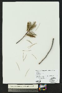 Pinus flexilis image