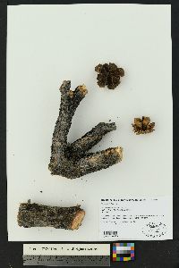 Pinus edulis image