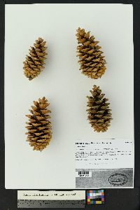 Pinus flexilis image