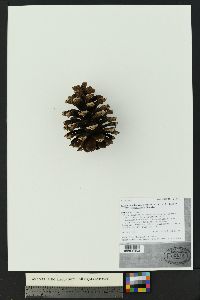 Pinus ponderosa var. scopulorum image