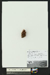 Pseudotsuga menziesii var. glauca image