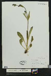 Swertia perennis image