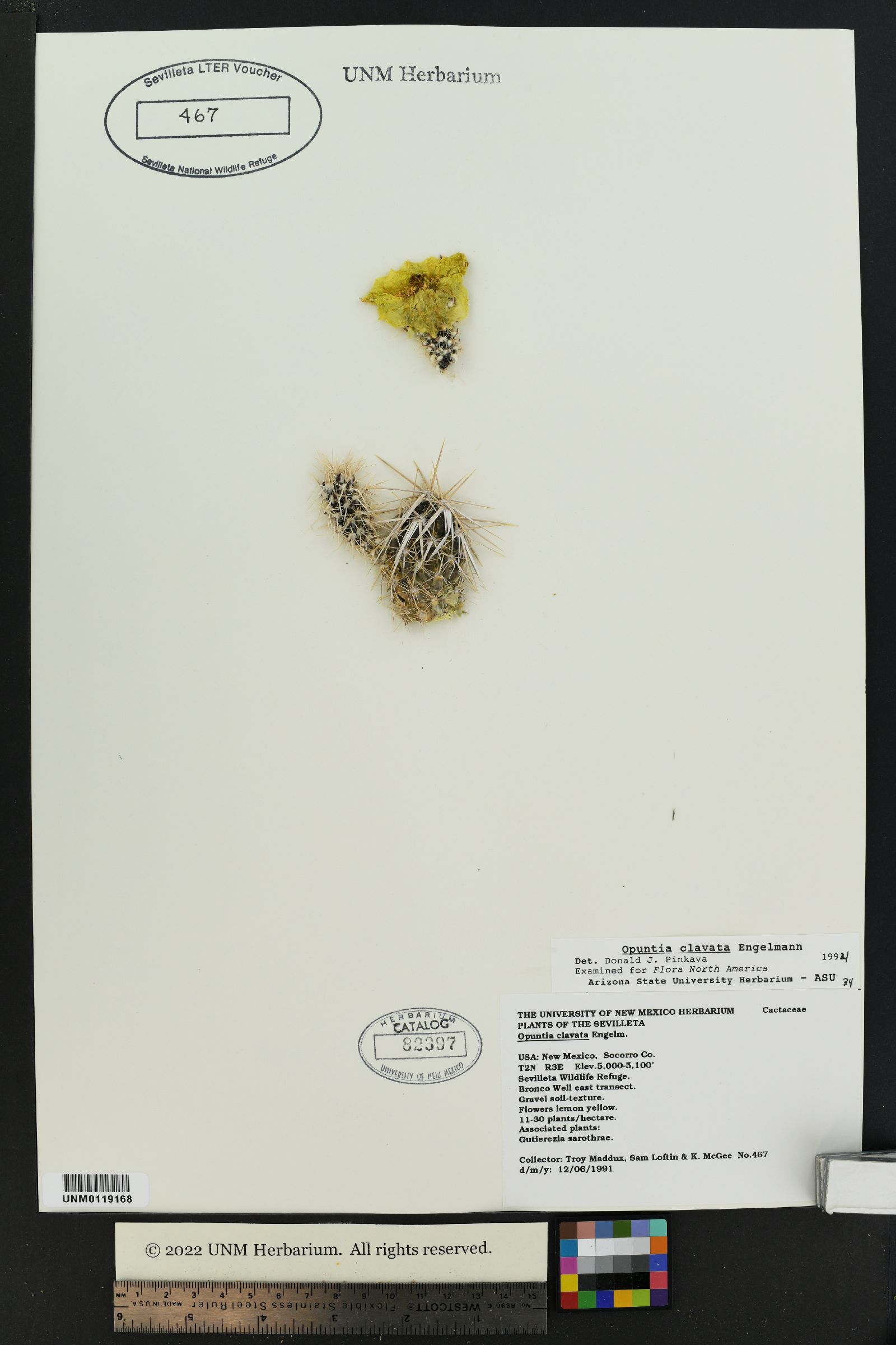 Opuntia clavata image