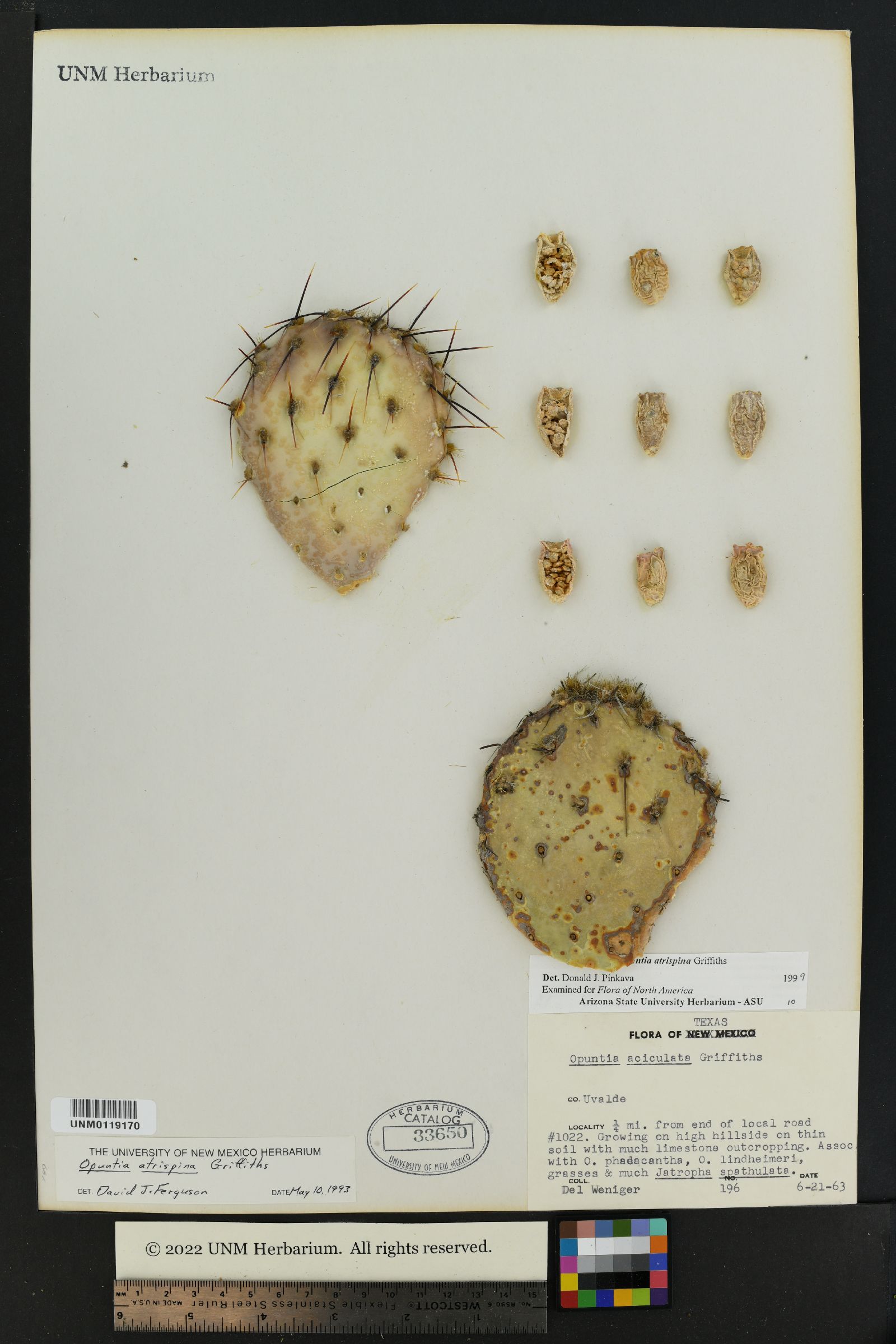 Opuntia atrispina image