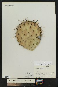 Opuntia atrispina image