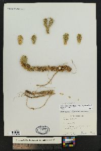 Opuntia polyacantha image