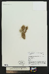 Opuntia polyacantha var. arenaria image