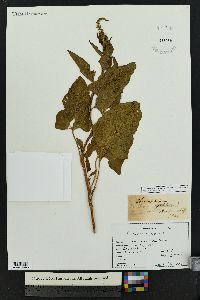 Chenopodium bonus-henricus image