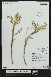 Astragalus bisulcatus image