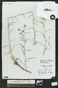 Mentzelia sivinskii image