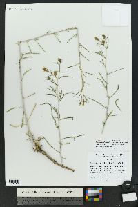 Mentzelia sivinskii image
