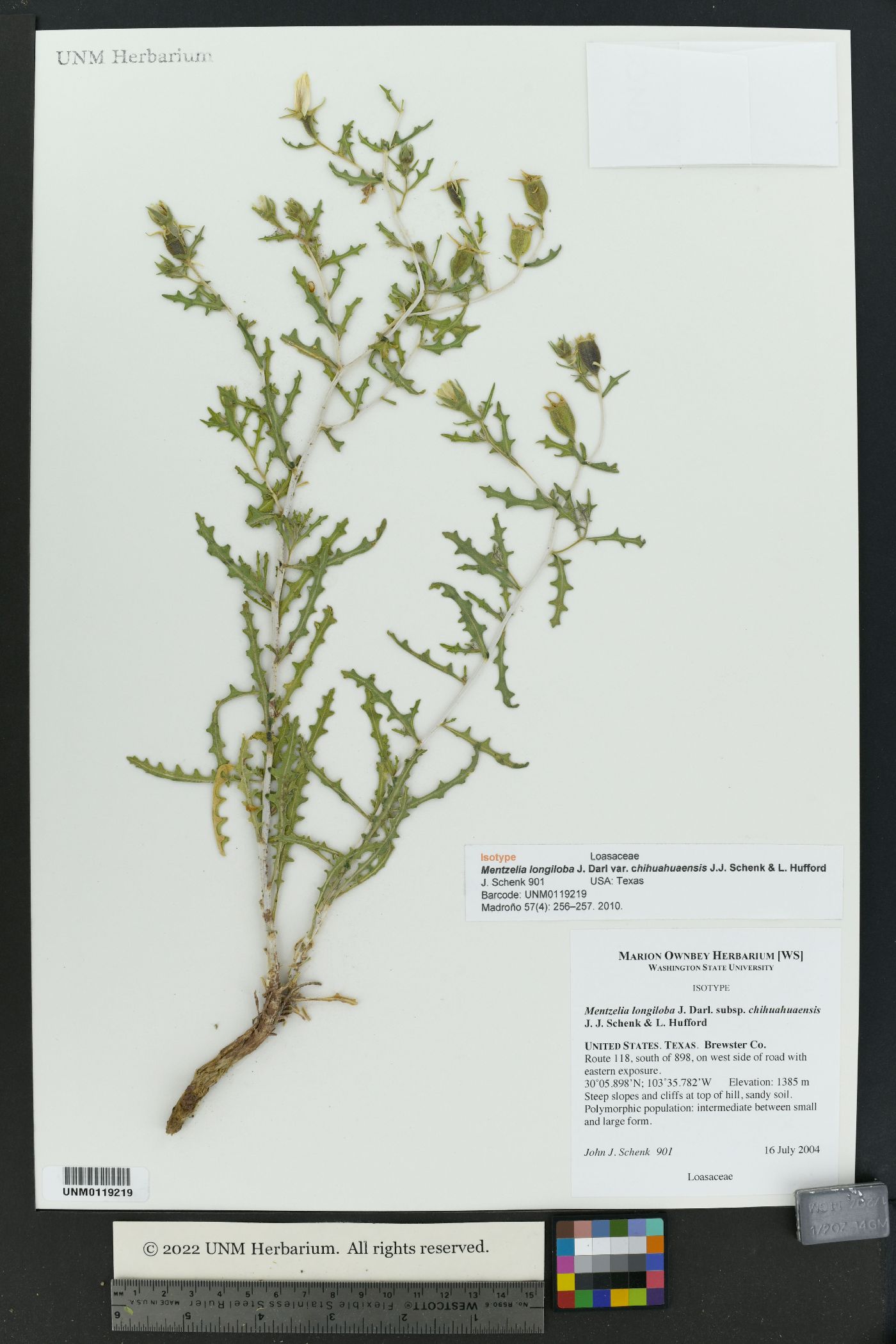 Mentzelia longiloba var. chihuahuaensis image