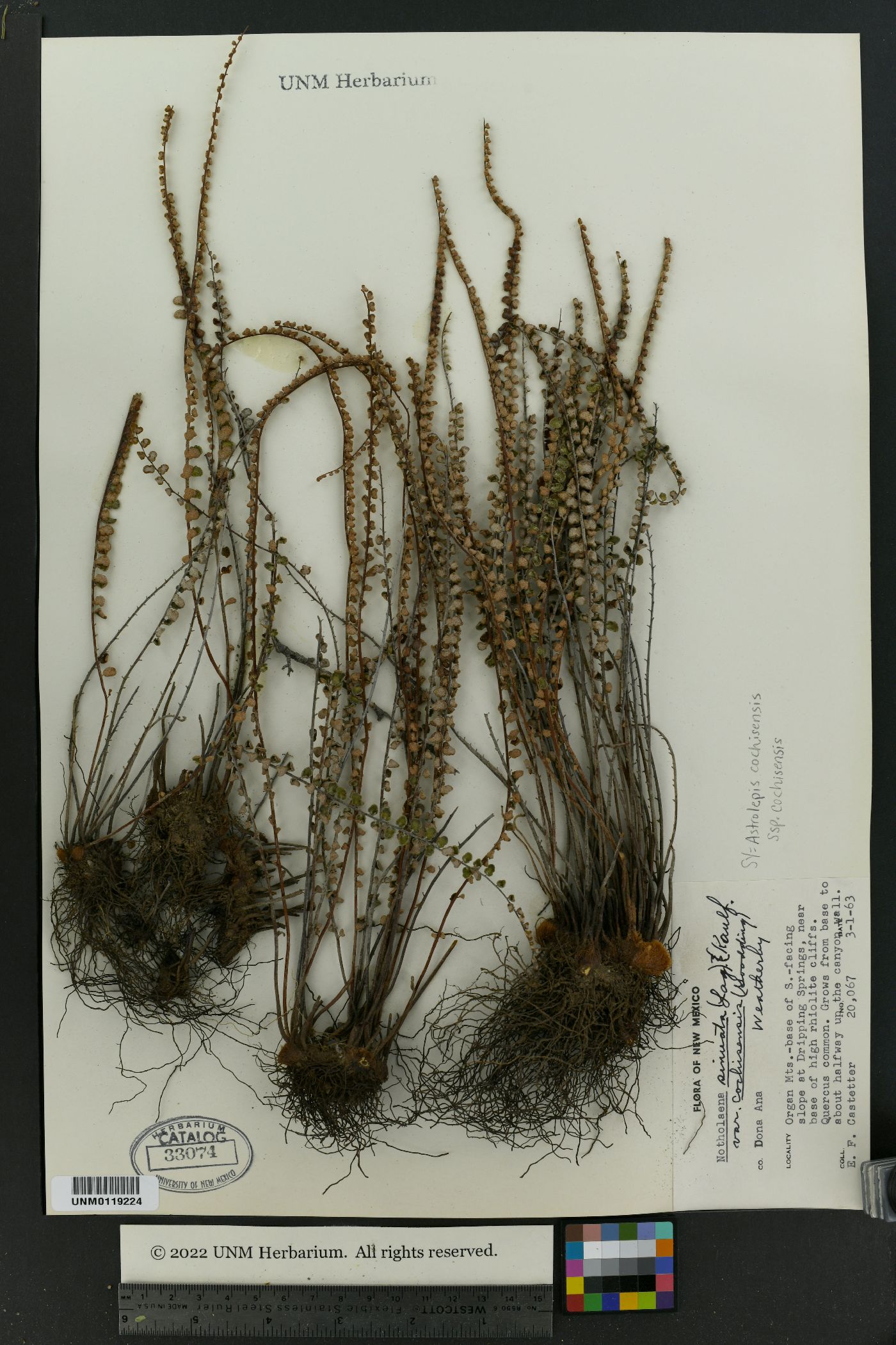 Astrolepis cochisensis subsp. cochisensis image