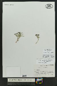 Asclepias uncialis image