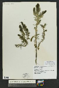 Myriophyllum sibiricum image