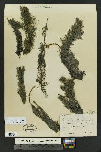 Myriophyllum sibiricum image