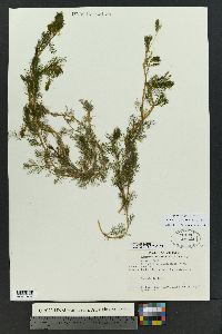 Myriophyllum spicatum image