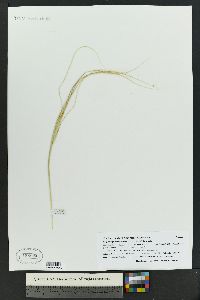 Hesperostipa neomexicana image