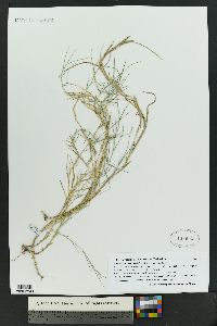 Muhlenbergia asperifolia image