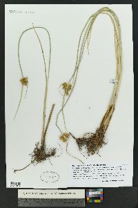 Bolboschoenus maritimus subsp. paludosus image