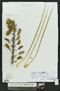 Yucca baileyi var. intermedia image