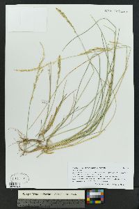 Poa arida image