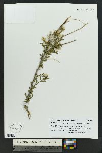 Baccharis salicina image