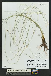 Eleocharis rostellata image