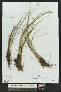 Eleocharis rostellata image