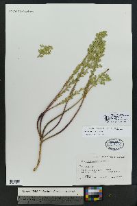 Euphorbia palmeri image