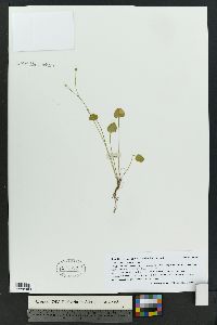 Ranunculus cymbalaria image