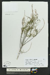 Parryella filifolia image