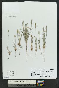 Plantago patagonica image