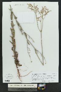 Eriogonum annuum image