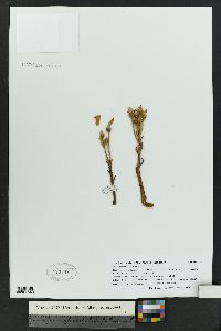 Orobanche fasciculata image