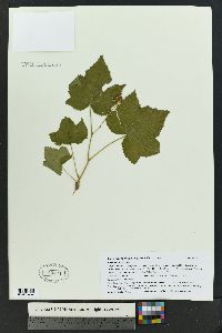 Rubus parviflorus image