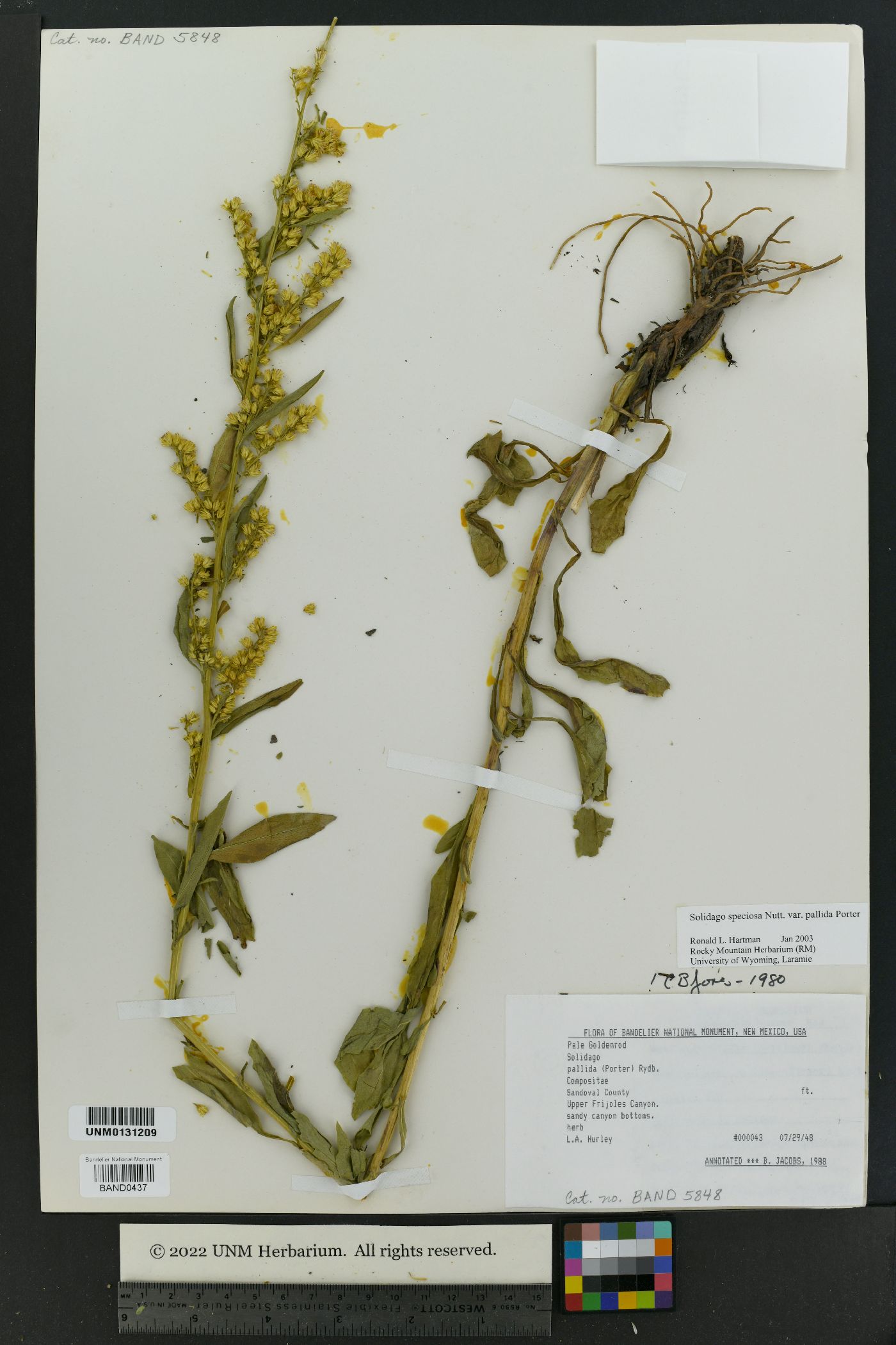 Solidago pallida image