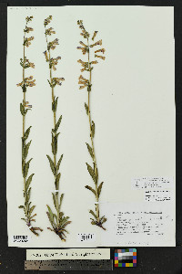 Penstemon secundiflorus image