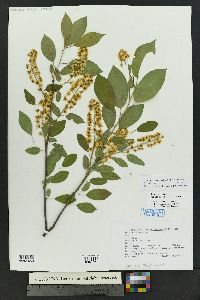 Prunus virginiana var. melanocarpa image