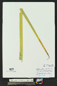 Dasylirion leiophyllum image