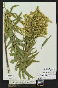 Solidago altissima subsp. gilvocanescens image