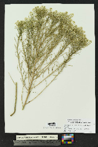 Lepidium montanum image