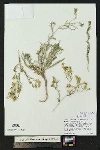 Mentzelia sivinskii image